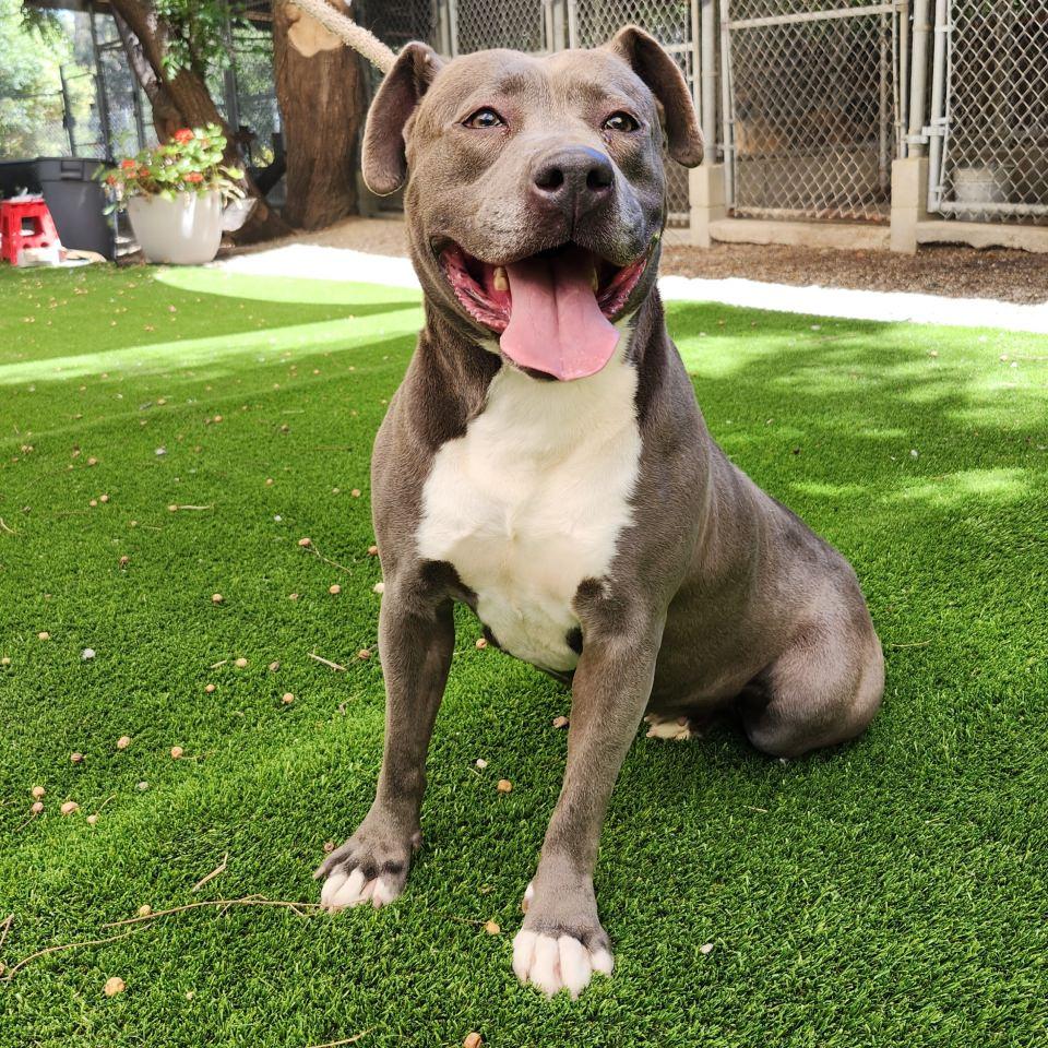 Enlarge Maggie May, a Adoptable Pit Bull Terrier in Burbank, CA image 3/5