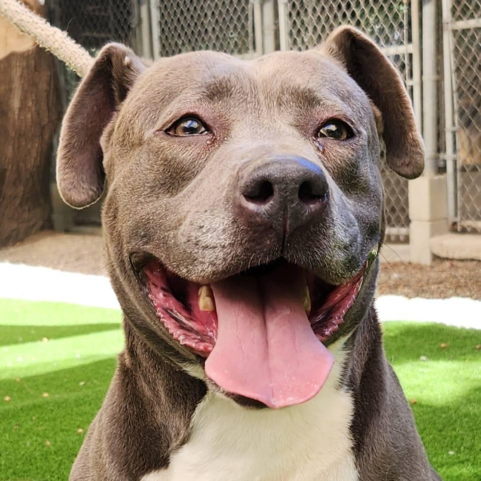 Maggie May, Adoptable, Adult Female Pit Bull Terrier.