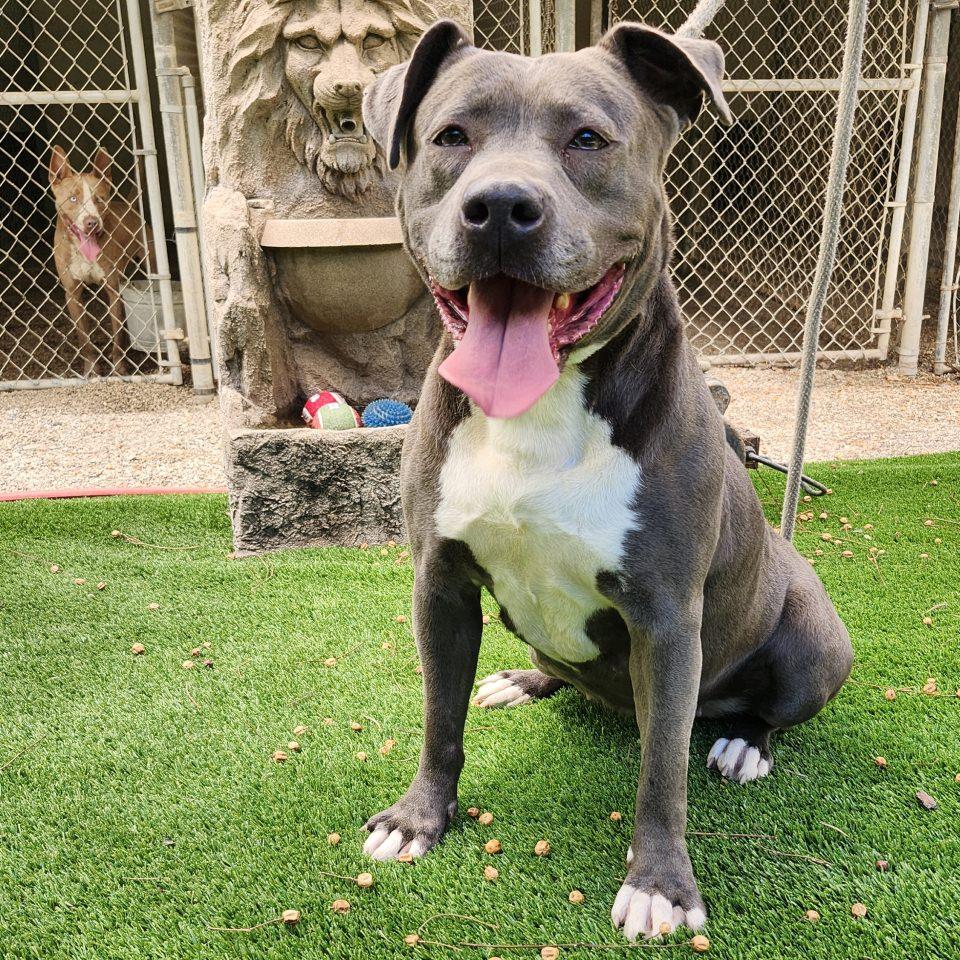 Enlarge Maggie May, a Adoptable Pit Bull Terrier in Burbank, CA image 5/5
