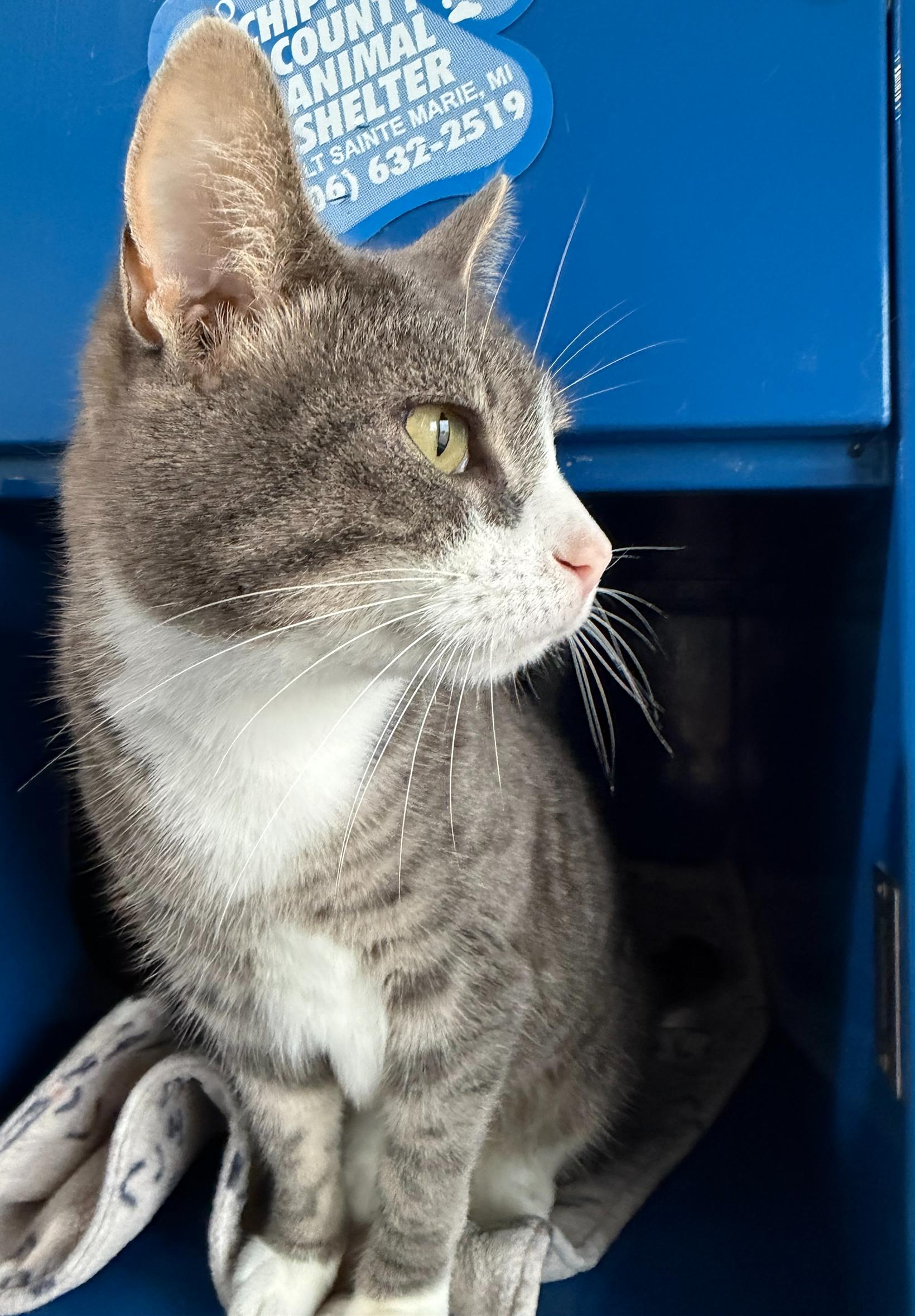 Enlarge Tammy, a Adoptable Domestic Short Hair in Sault Sainte Marie, MI image 3/4