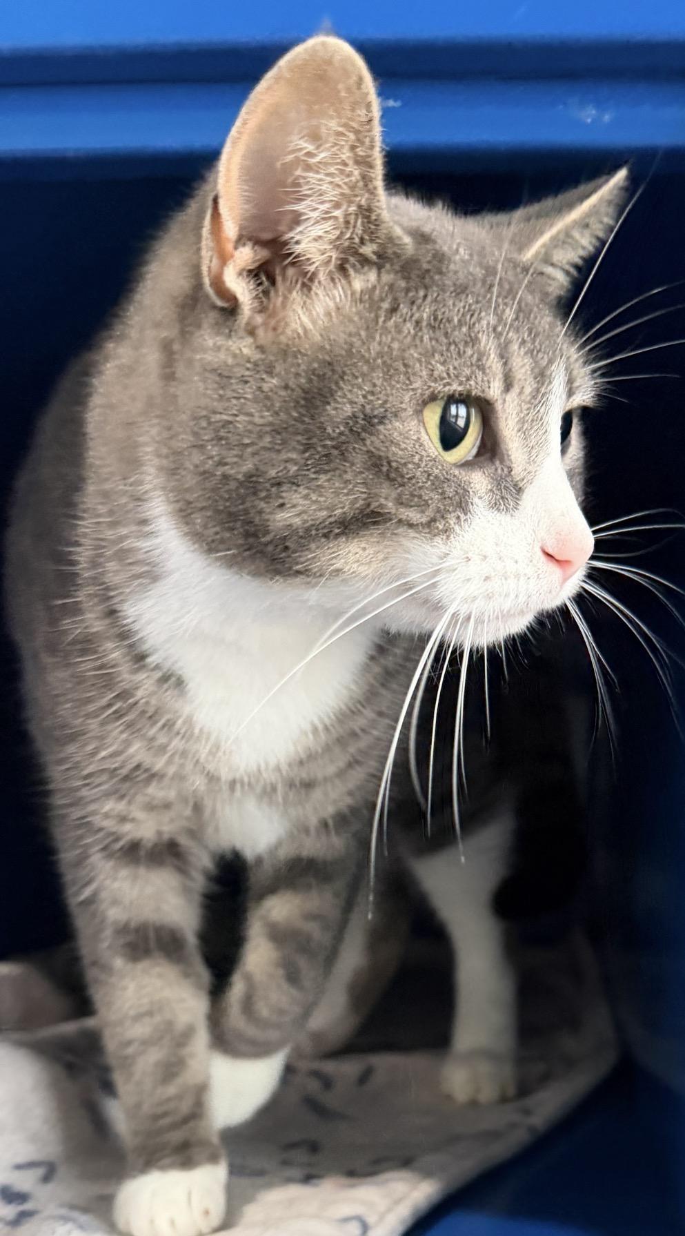 Enlarge Tammy, a Adoptable Domestic Short Hair in Sault Sainte Marie, MI image 4/4
