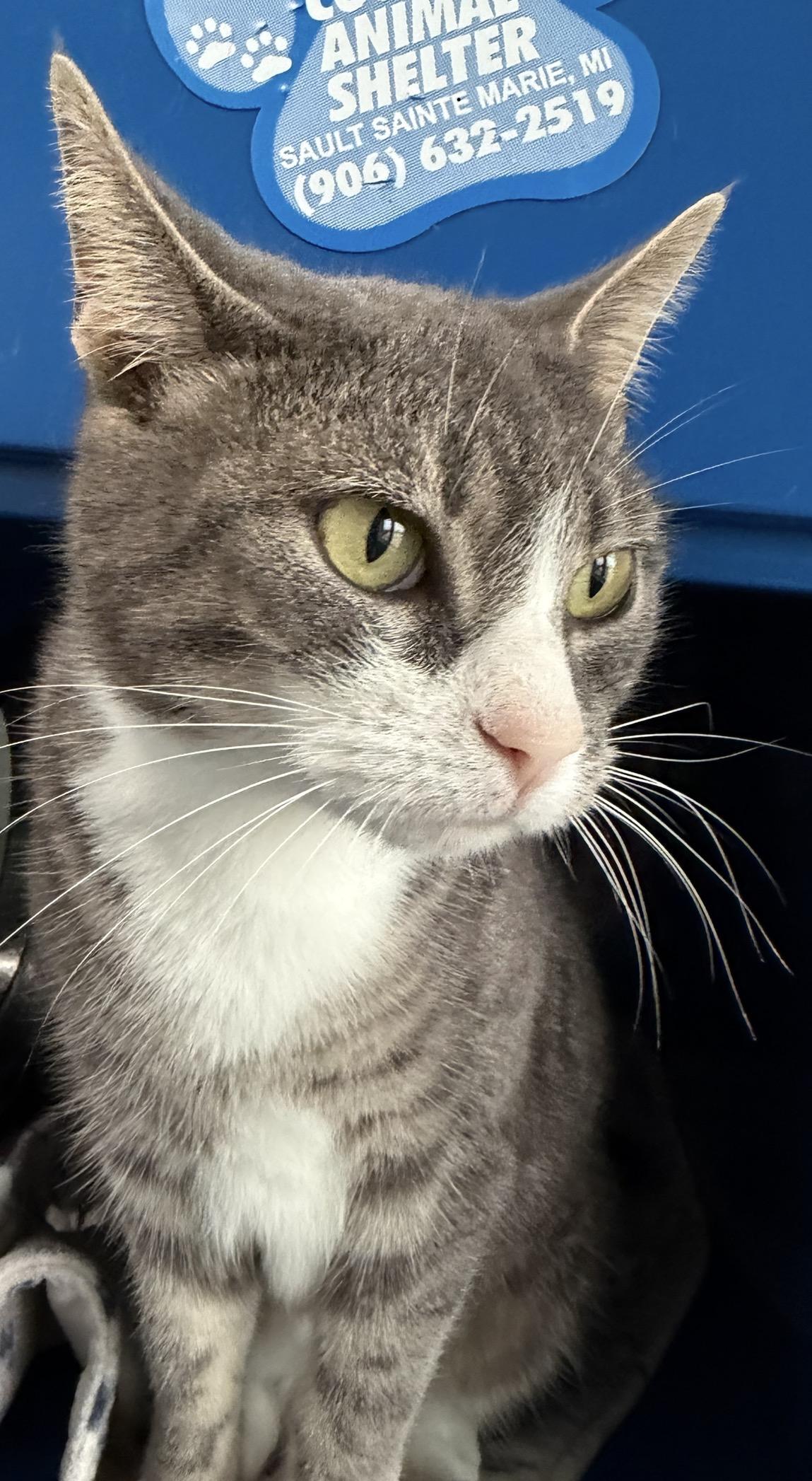 Enlarge Tammy, a Adoptable Domestic Short Hair in Sault Sainte Marie, MI image 2/4