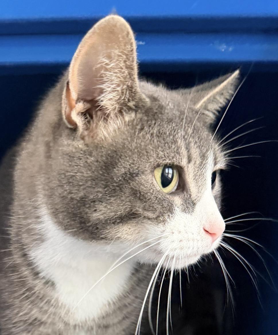 Tammy, Adoptable, Young Female Domestic Short Hair.