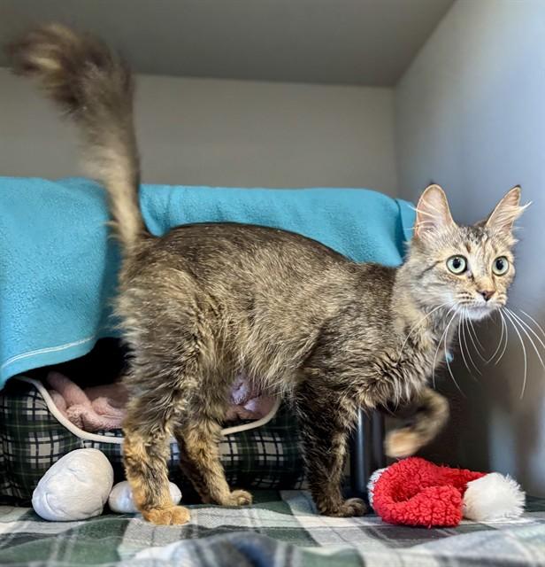 MAGNOLIA, Adoptable, Young Female Domestic Medium Hair.