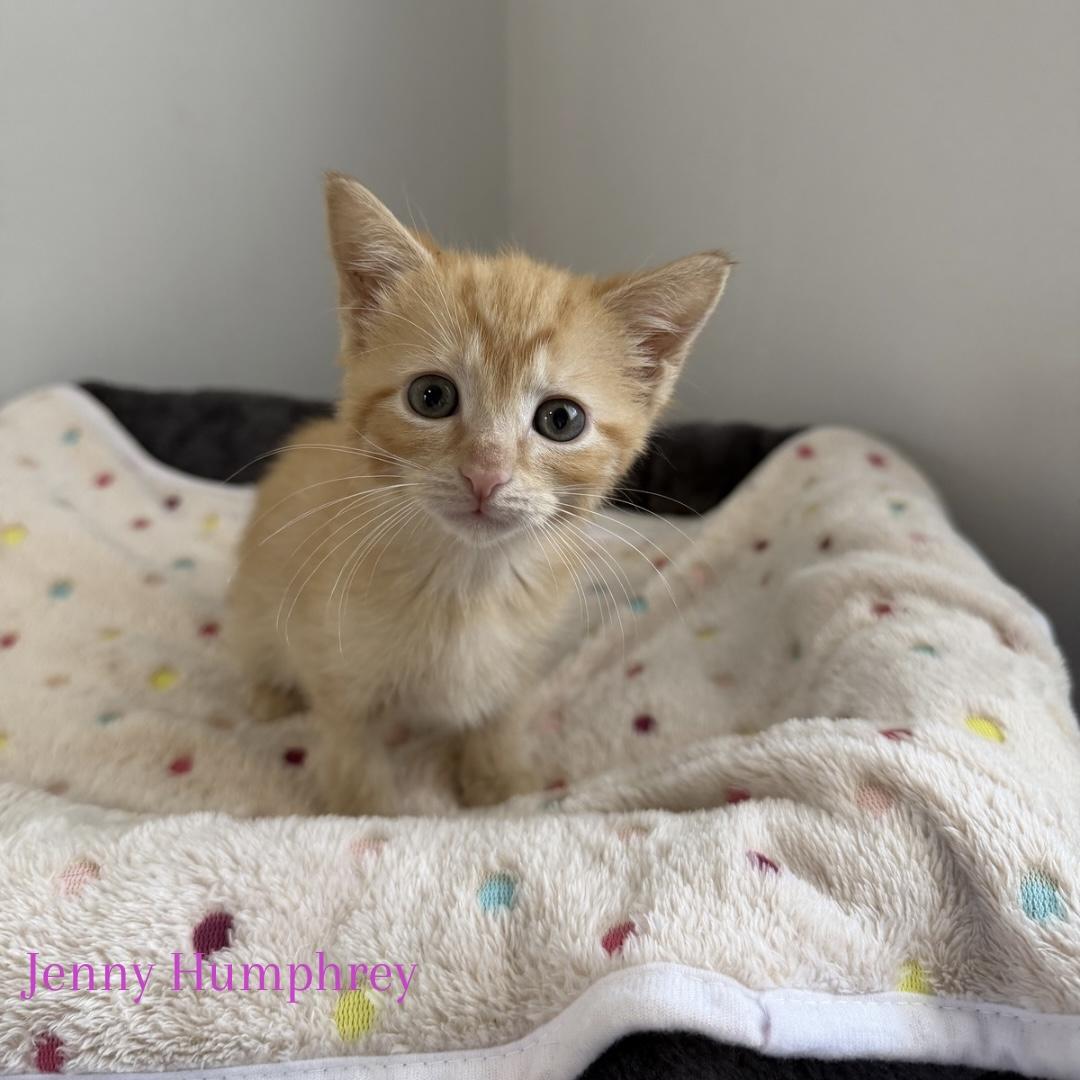 Enlarge Jenny Humphrey, a ADOPTABLE Domestic Short Hair in Bethel, OH image 1/1