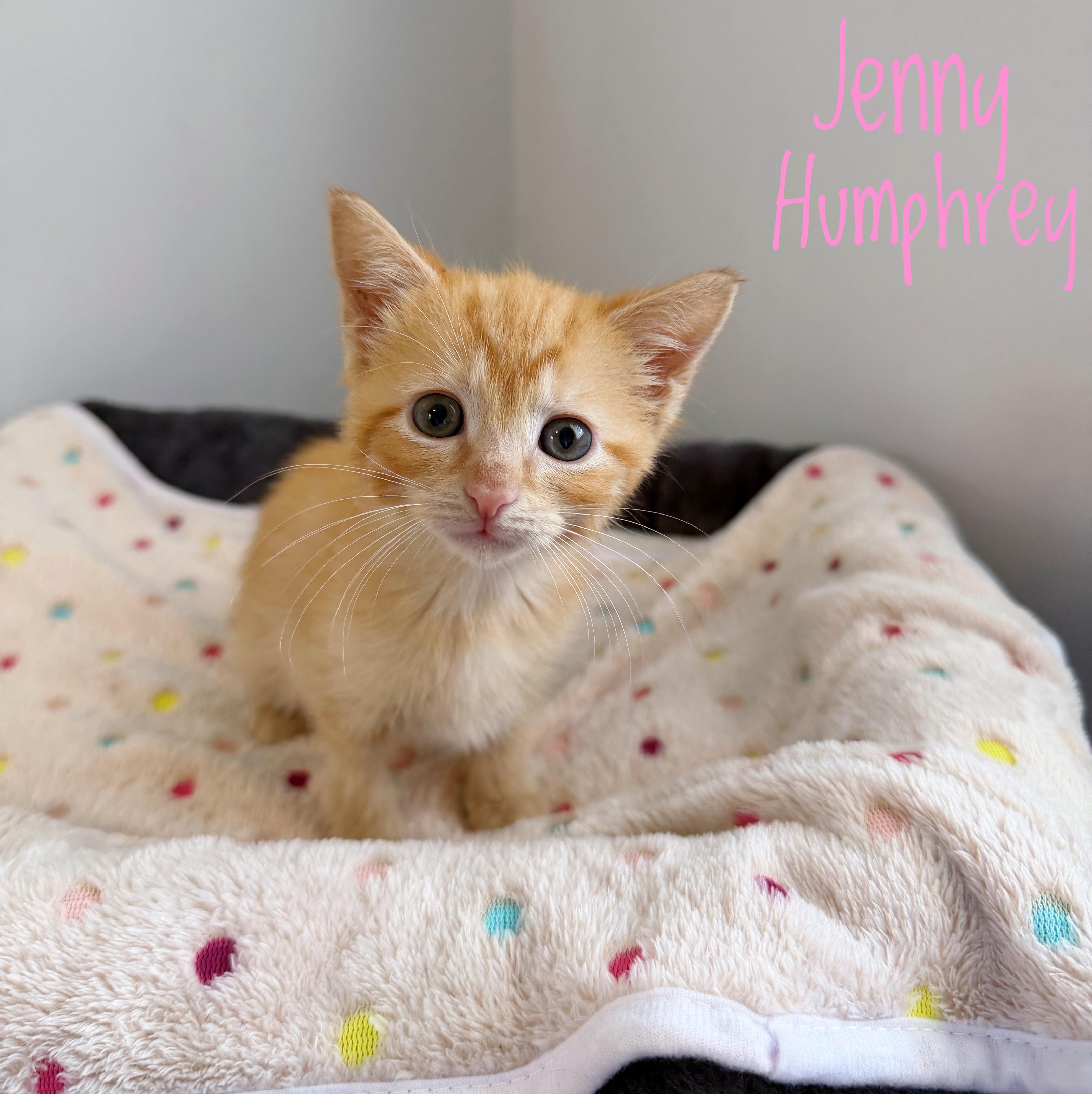 Enlarge Jenny Humphrey, a ADOPTABLE Domestic Short Hair in Bethel, OH image 1/1