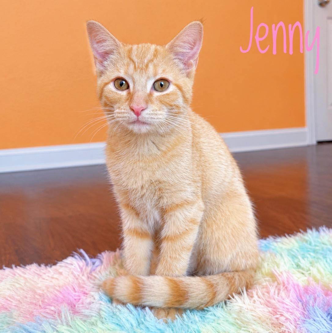 Jenny Humphrey, Adoptable, Kitten Female Domestic Short Hair.