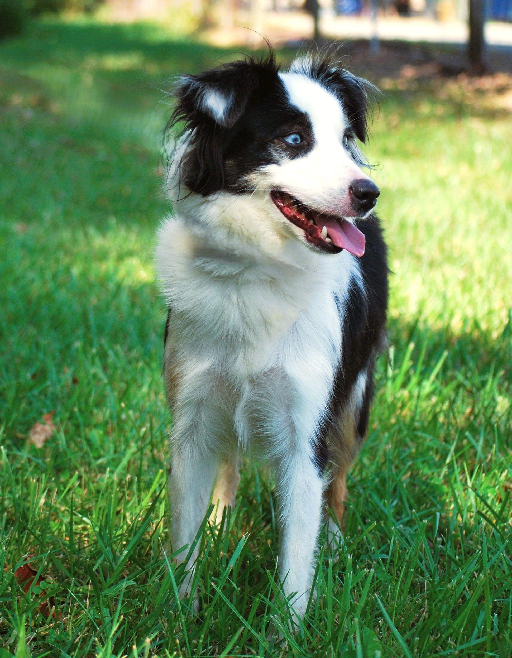 Kara, a Adopted Australian Shepherd in manchester, TN image 1/4