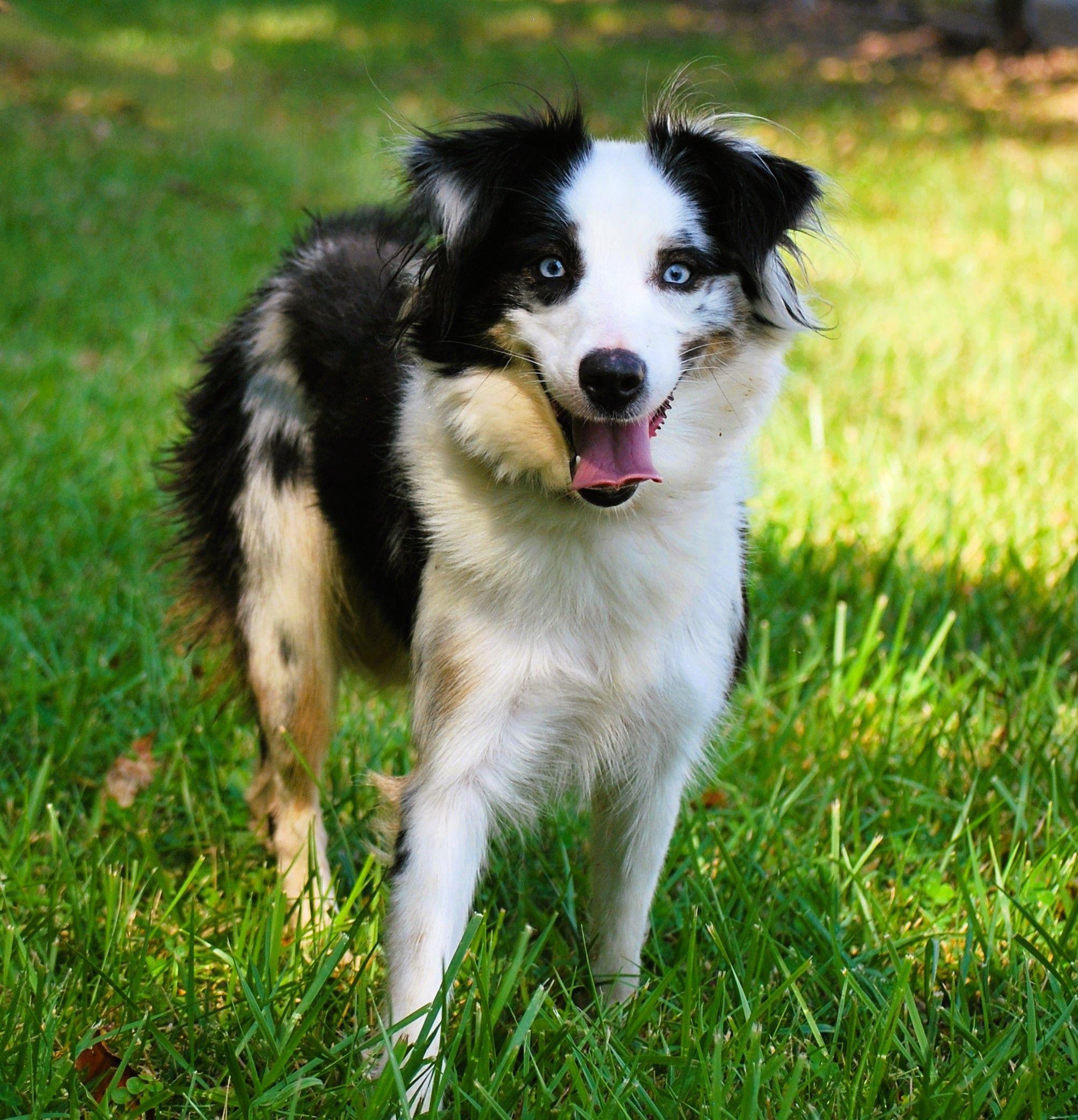 Kara, a Adopted Australian Shepherd in manchester, TN image 2/4