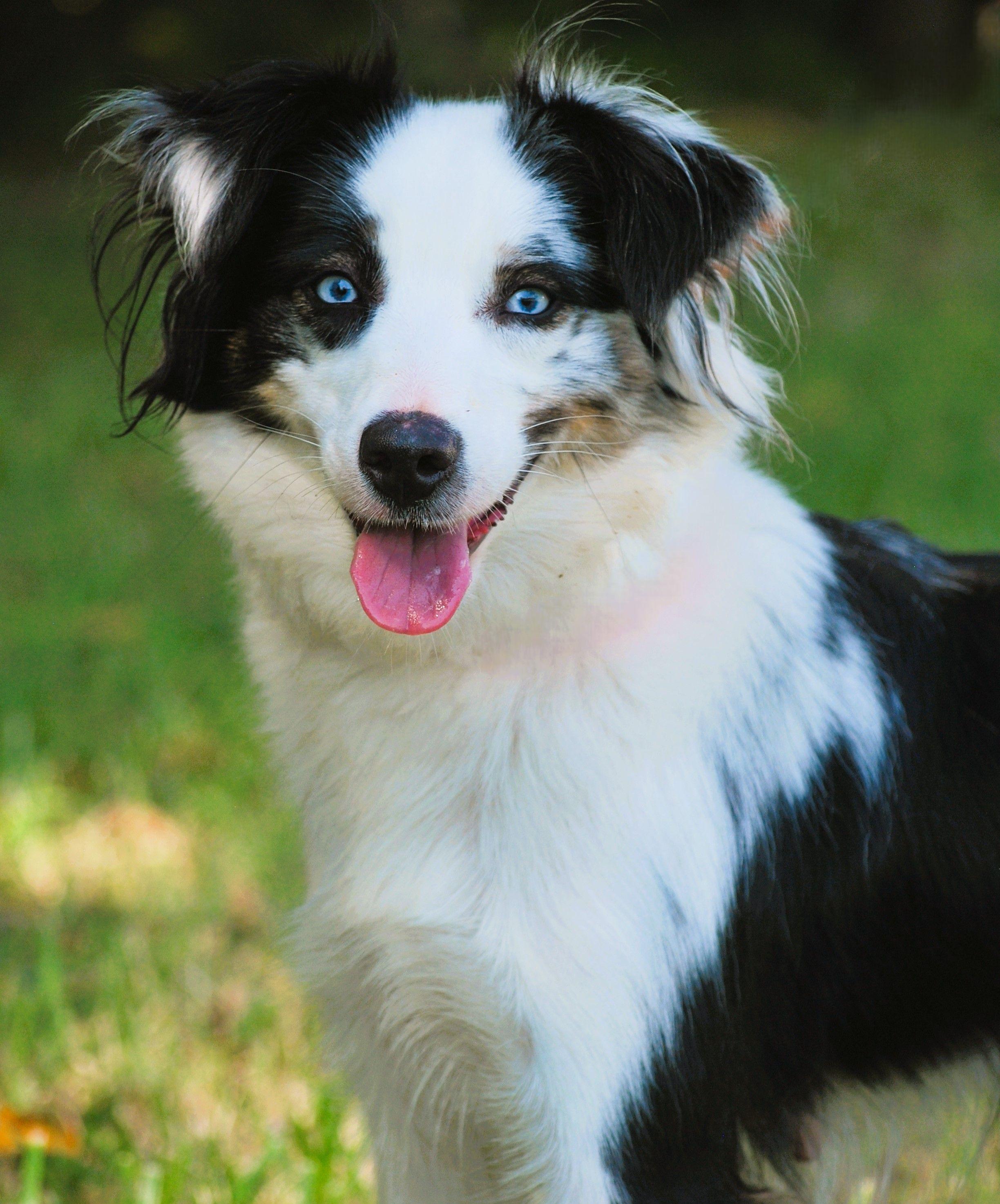 Kara, a Adopted Australian Shepherd in manchester, TN image 3/4
