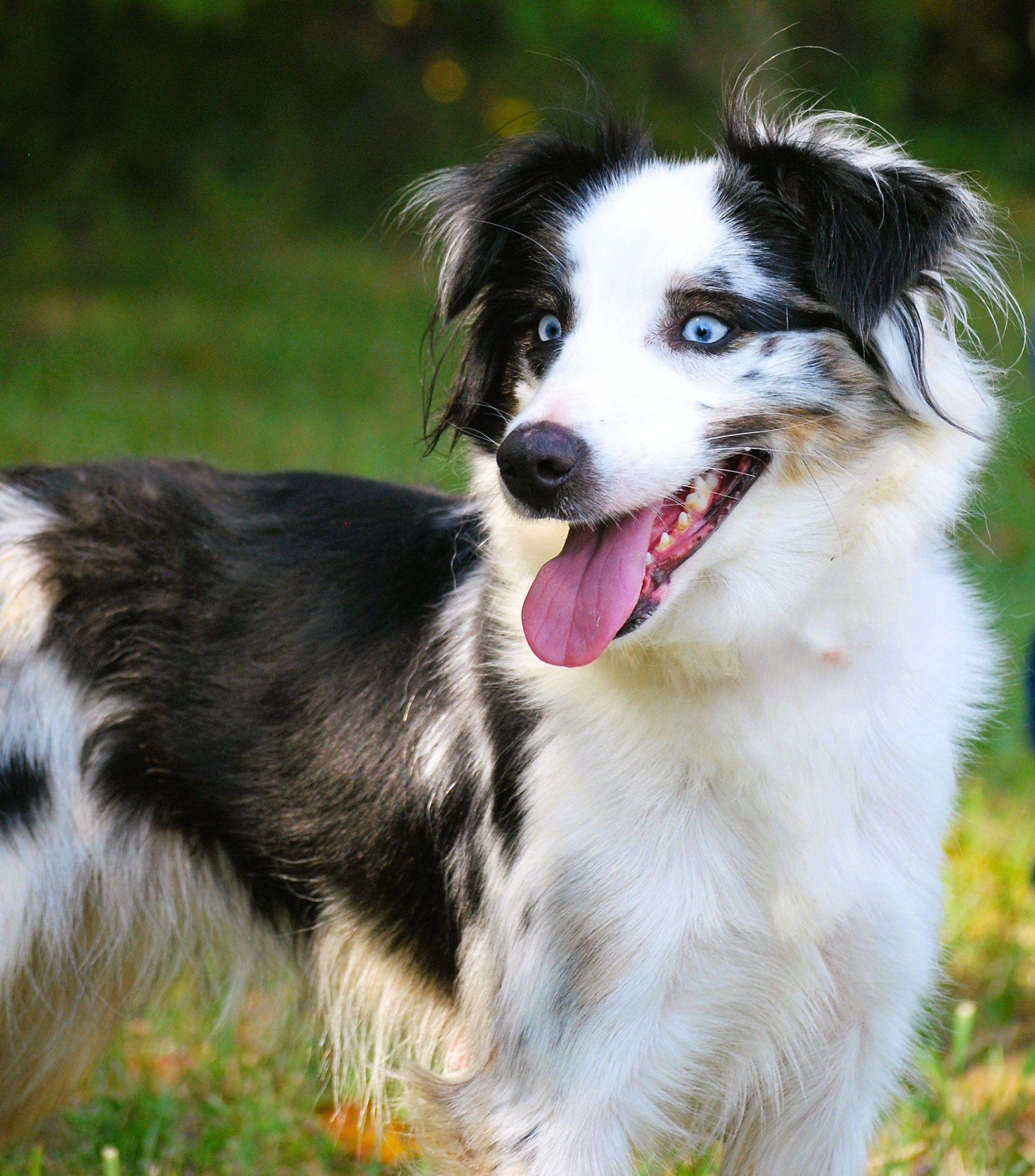 Kara, a Adopted Australian Shepherd in manchester, TN image 4/4