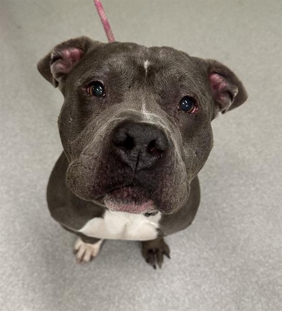 HULK, Adoptable, Adult Male American Bulldog.