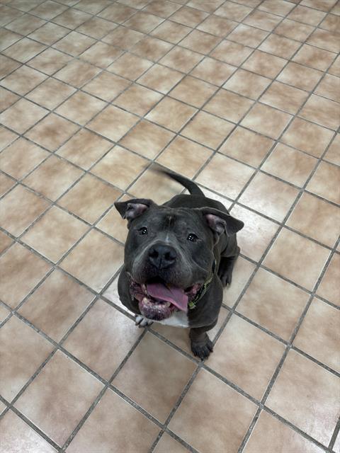 HULK, Adoptable, Adult Male American Bulldog.