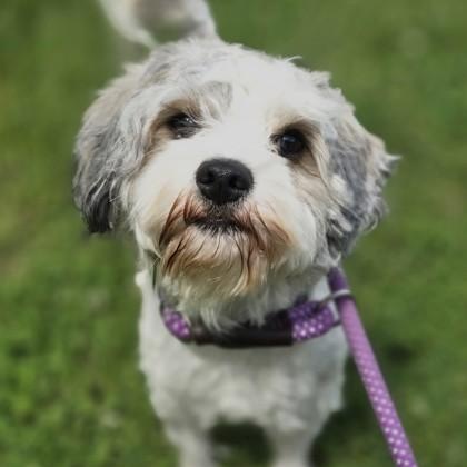 Toni, an adopted Mixed Breed in Lancaster, PA image 2/3
