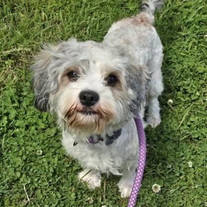 Toni, adopted, Adult Male Mixed Breed.