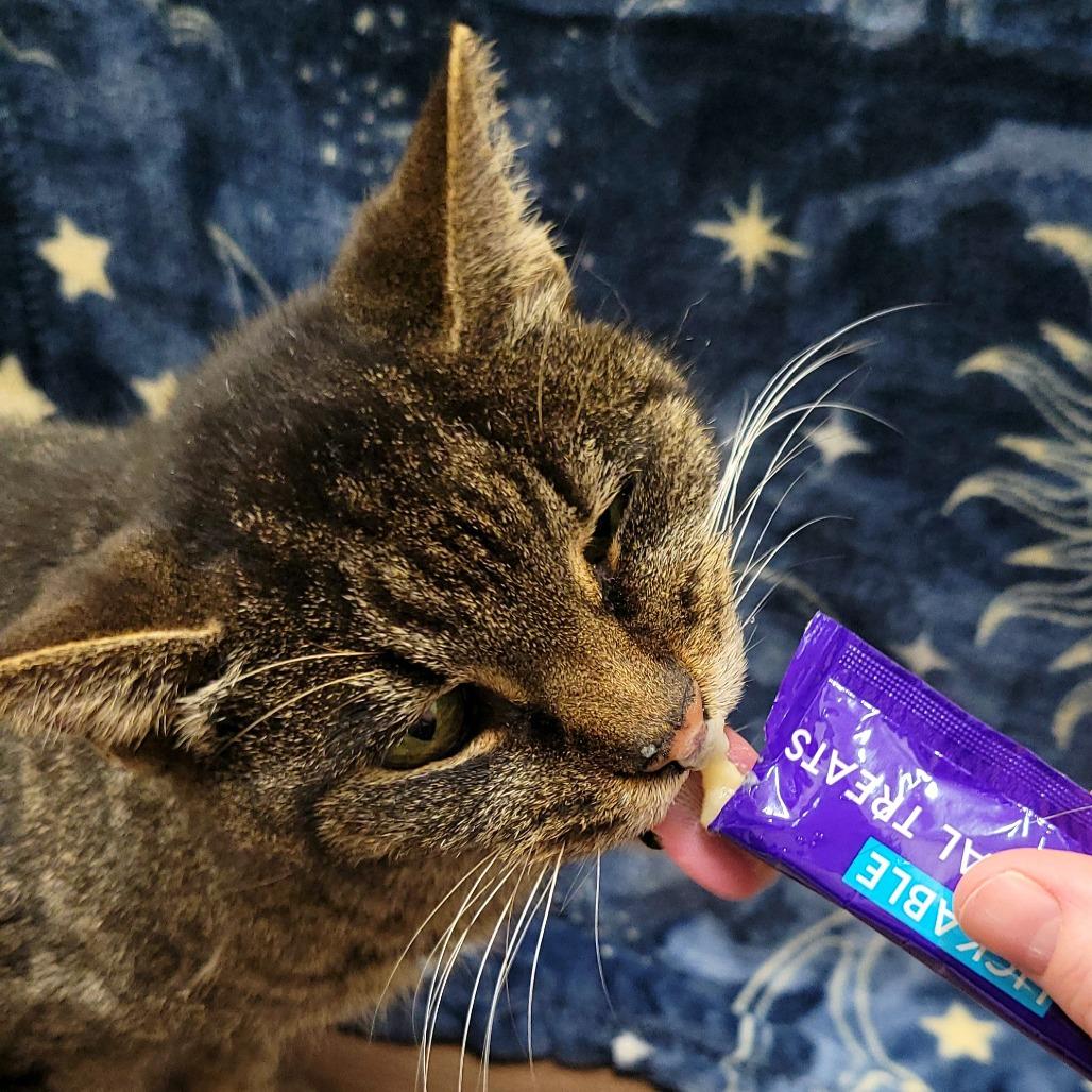 Esther Sue, Adoptable, Senior Female Domestic Short Hair.