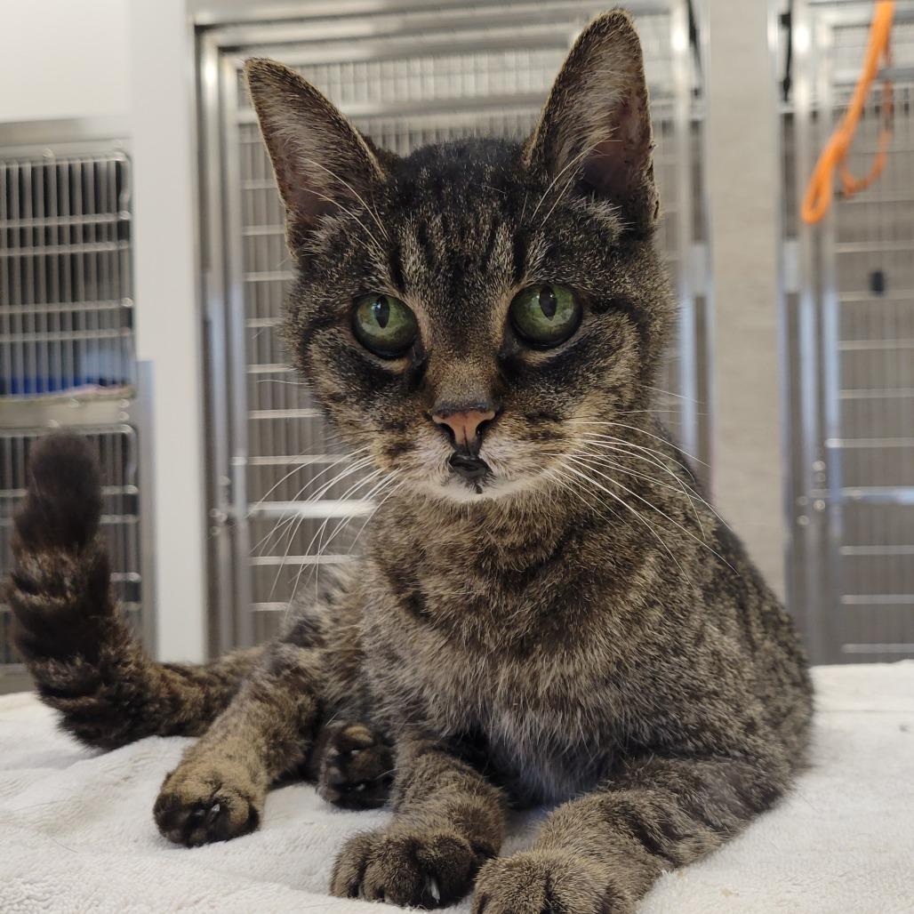 Esther Sue, Adoptable, Senior Female Domestic Short Hair.