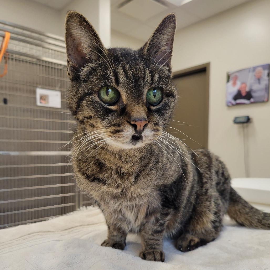 Enlarge Esther Sue, a Adoptable Domestic Short Hair in Nashville, IN image 2/2