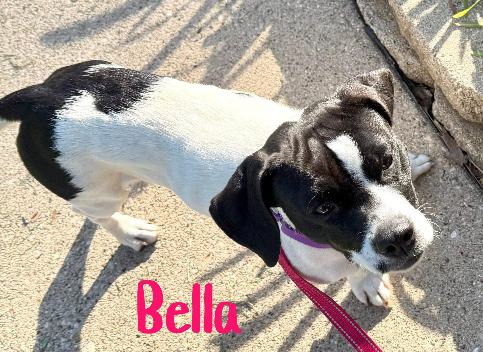 Enlarge Bella, an adopted mixed breed in Elburn, IL image 6/6