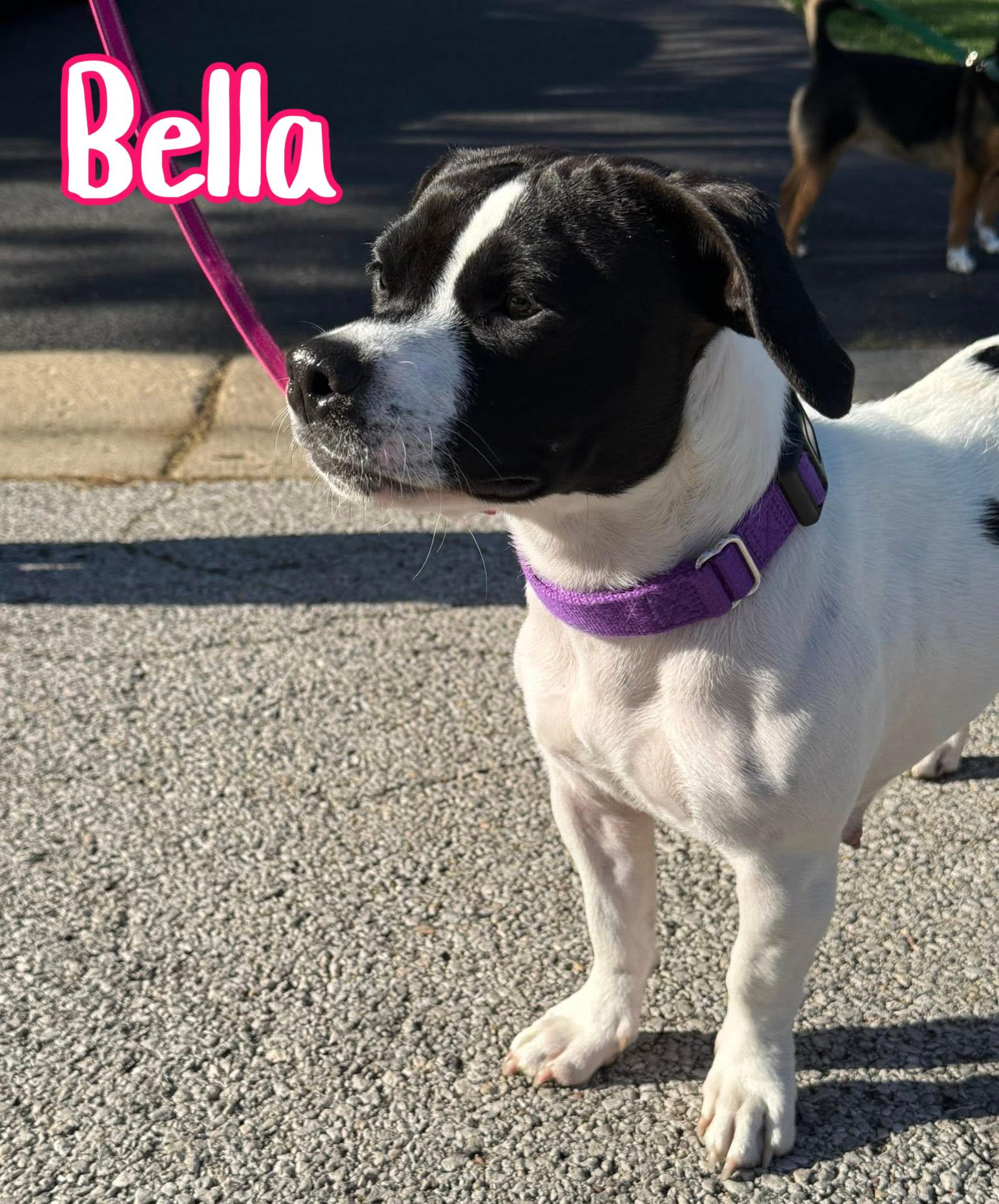 Enlarge Bella, an adopted mixed breed in Elburn, IL image 2/6