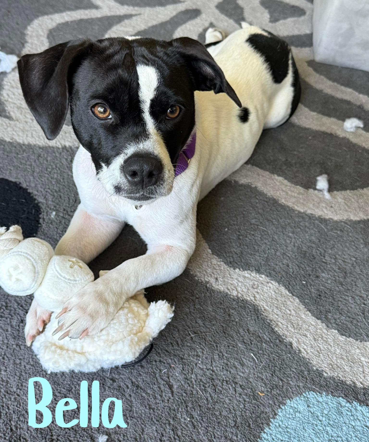 Enlarge Bella, an adopted mixed breed in Elburn, IL image 3/6