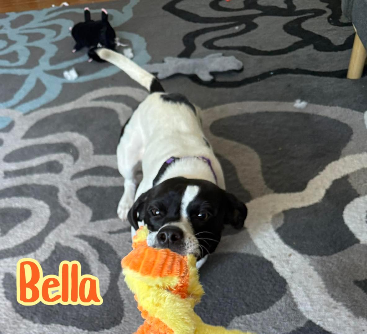 Enlarge Bella, an adopted mixed breed in Elburn, IL image 5/6