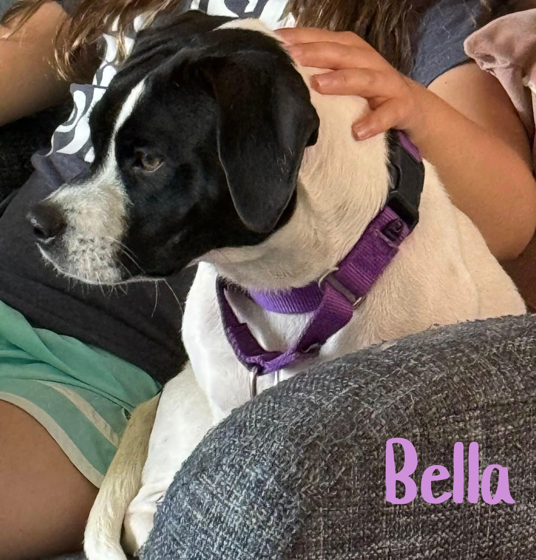 Enlarge Bella, an adopted mixed breed in Elburn, IL image 4/6