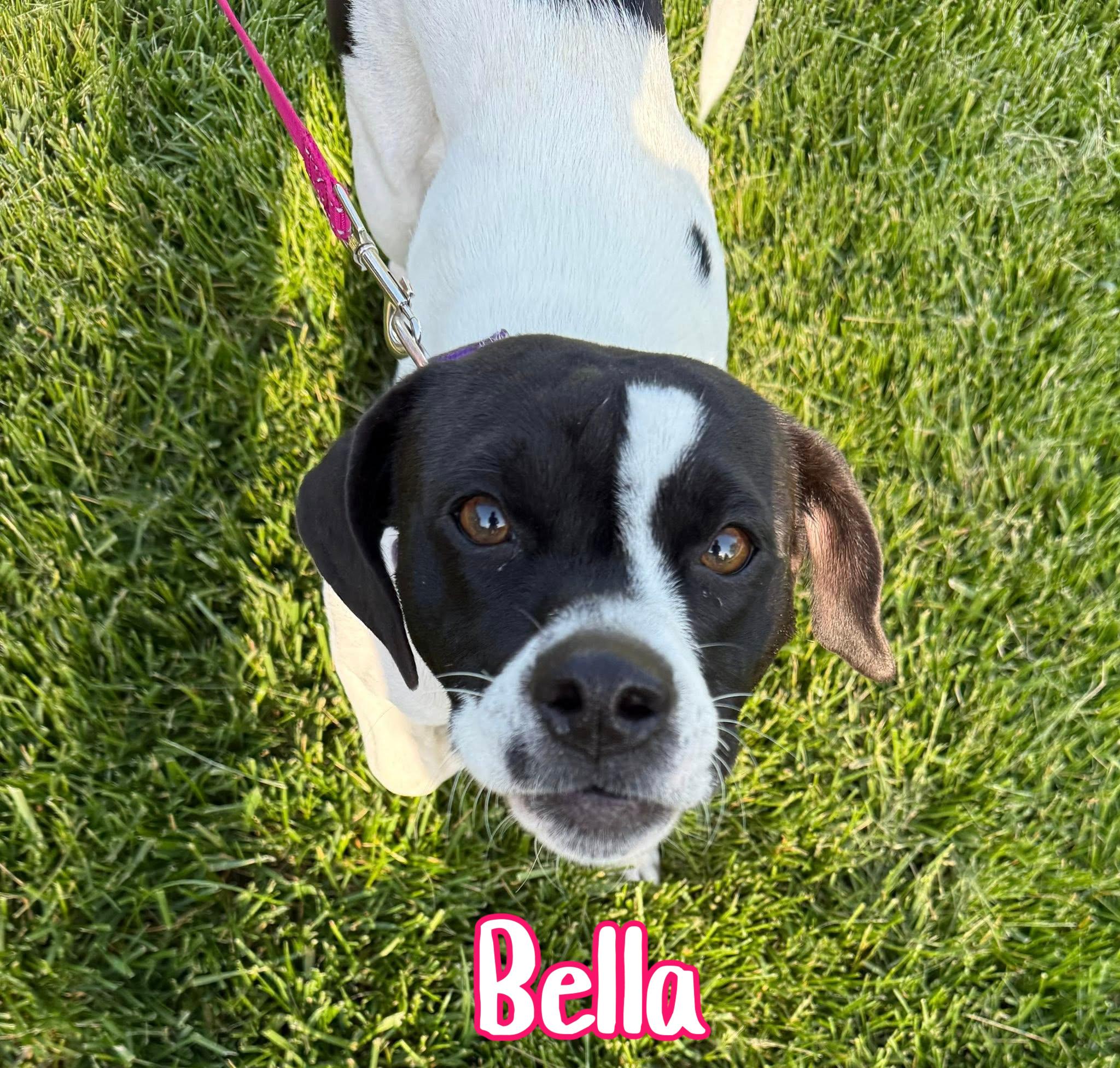 Bella, adopted, Young Female Basset Hound & Puggle.