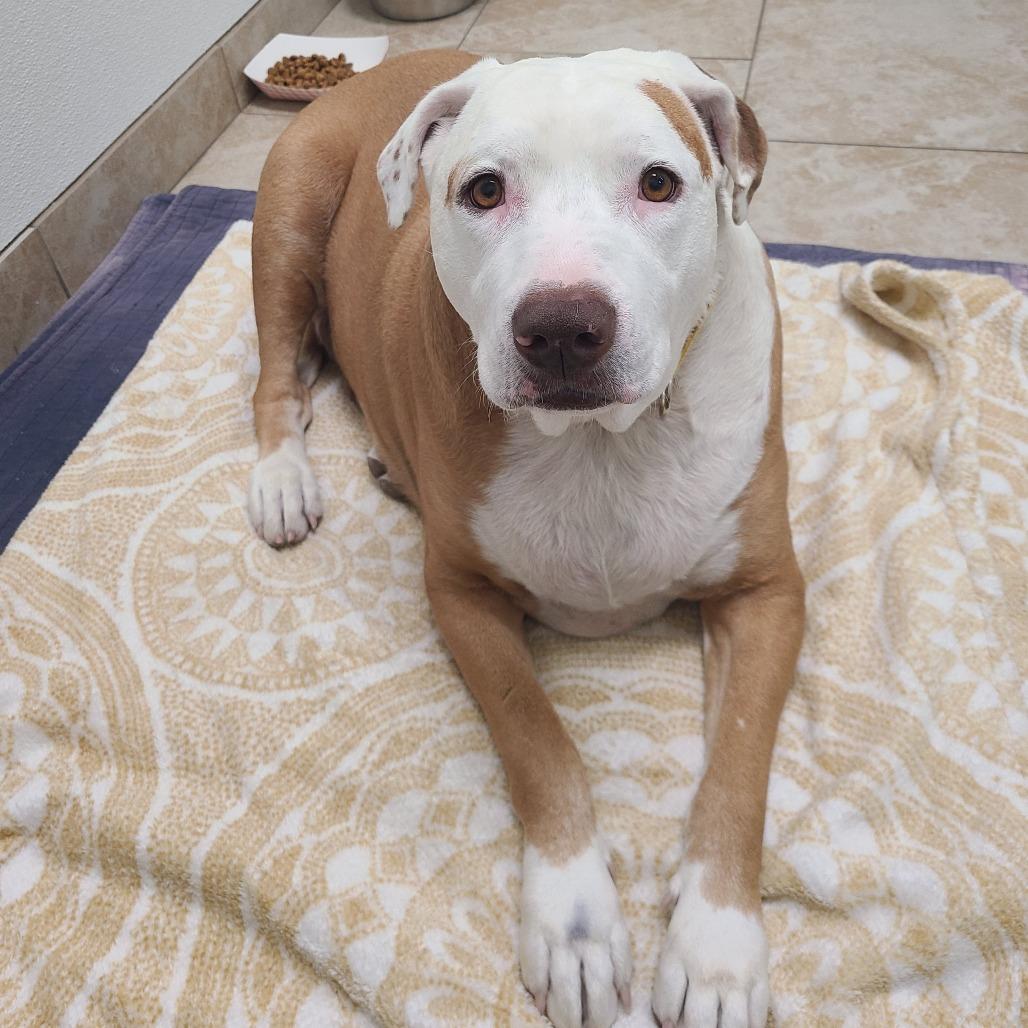 Enlarge Bit Bit, a Adoptable Mixed Breed in Galveston, TX image 1/6