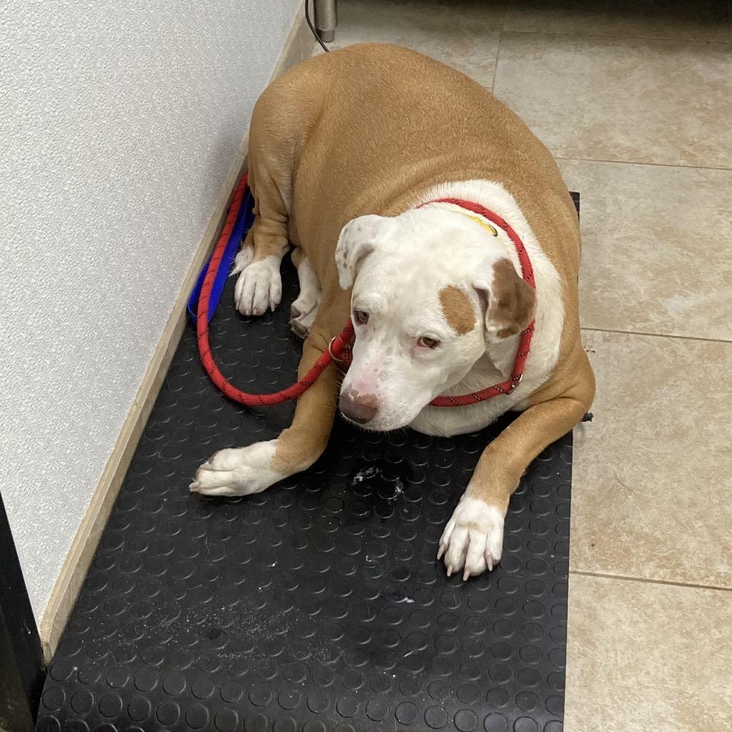 Enlarge Bit Bit, a Adoptable Mixed Breed in Galveston, TX image 2/6