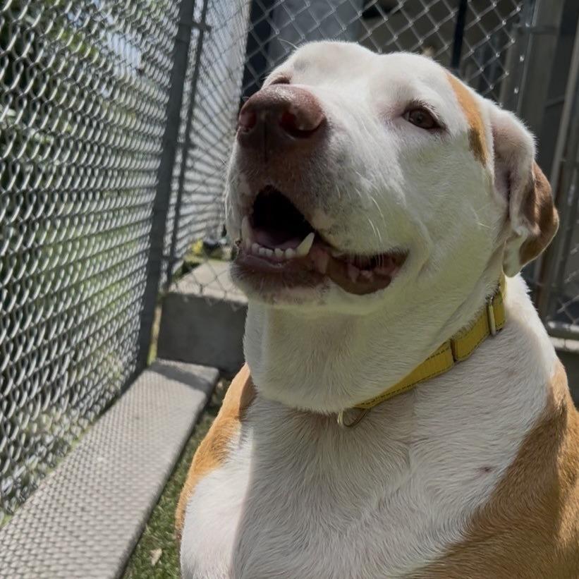 Enlarge Bit Bit, a Adoptable Mixed Breed in Galveston, TX image 3/6