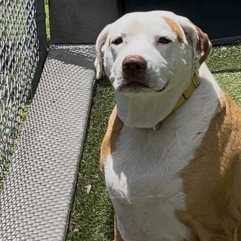 Enlarge Bit Bit, a Adoptable Mixed Breed in Galveston, TX image 4/6