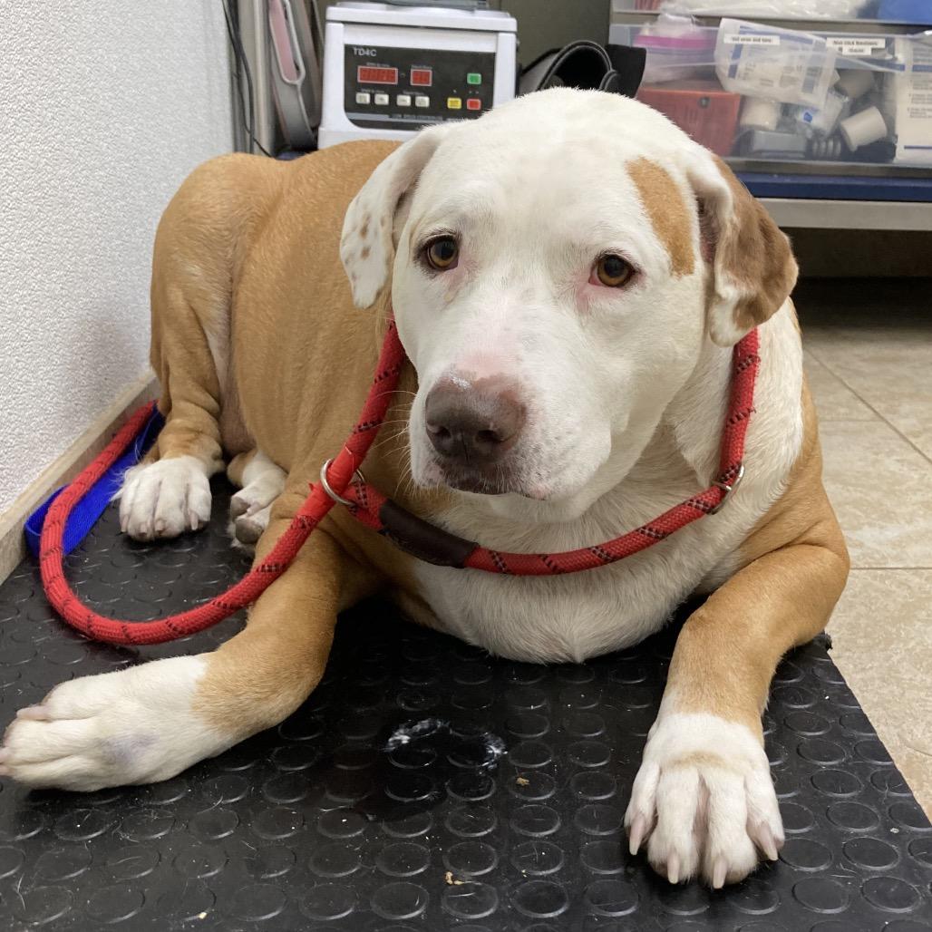 Enlarge Bit Bit, a Adoptable Mixed Breed in Galveston, TX image 5/6