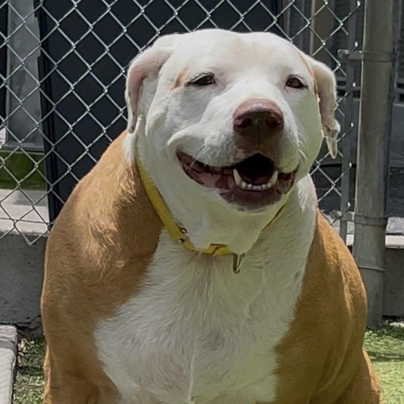Enlarge Bit Bit, a Adoptable Mixed Breed in Galveston, TX image 6/6
