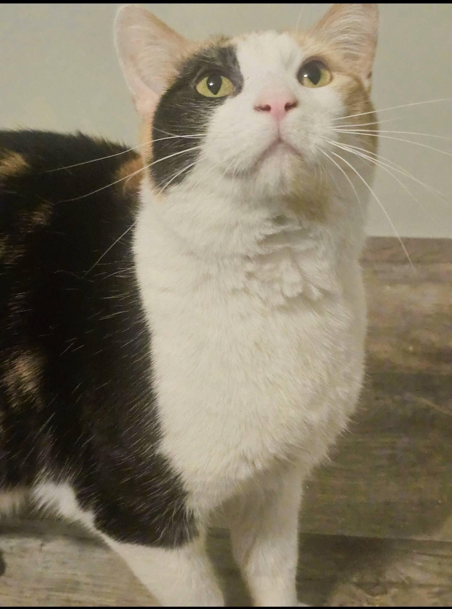 Delilah, Adoptable, Adult Female Calico.