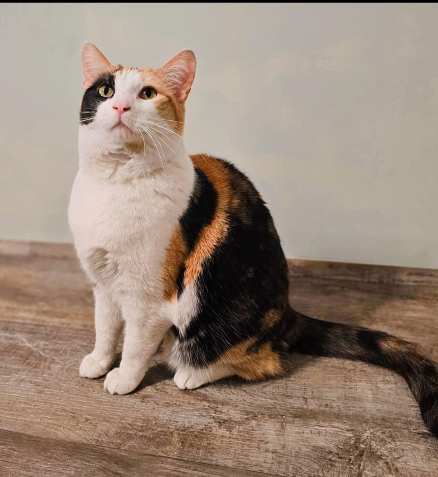 Enlarge Delilah, a Adoptable Calico in Fairmont, WV image 2/3
