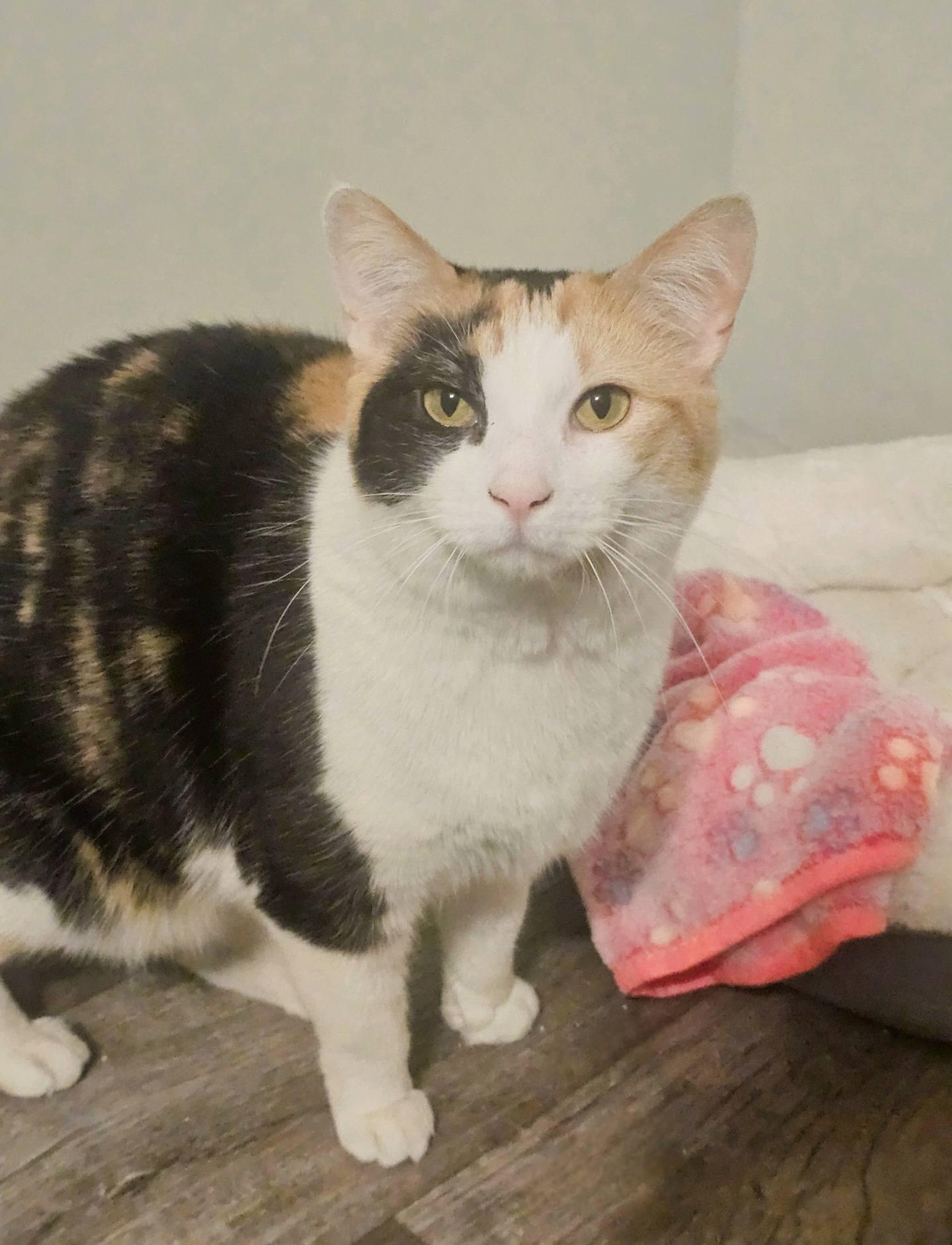 Enlarge Delilah, a Adoptable Calico in Fairmont, WV image 3/3