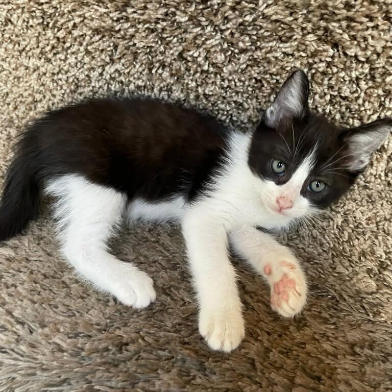 Everest, Adoptable, Kitten Male Domestic Short Hair.