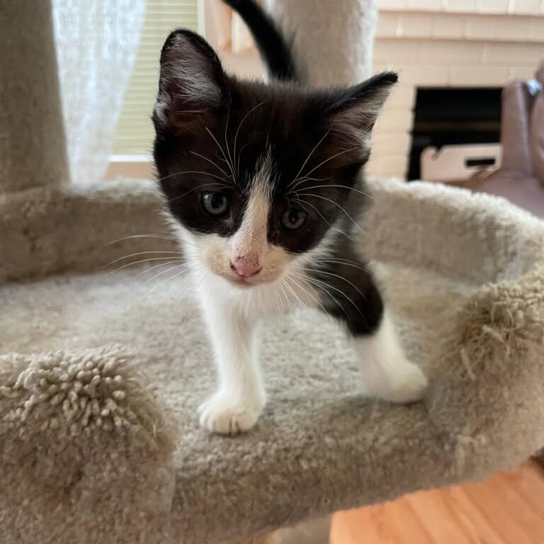 Everest, a Adoptable Domestic Short Hair in Escondido, CA image 2/6