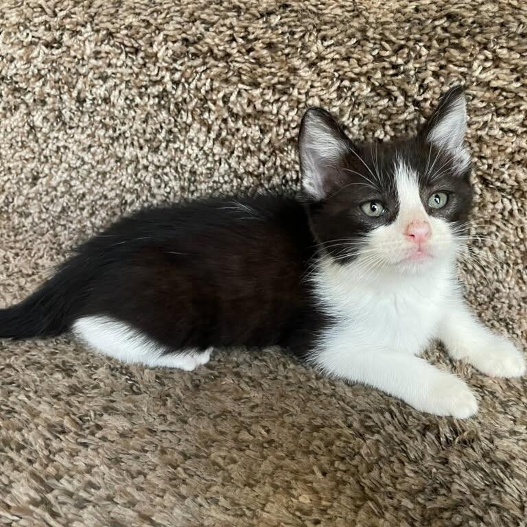 Everest, a Adoptable Domestic Short Hair in Escondido, CA image 3/6