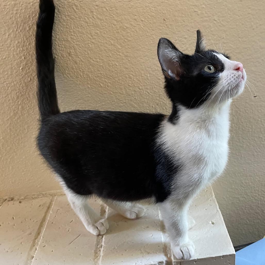 Everest, a Adoptable Domestic Short Hair in Escondido, CA image 4/6