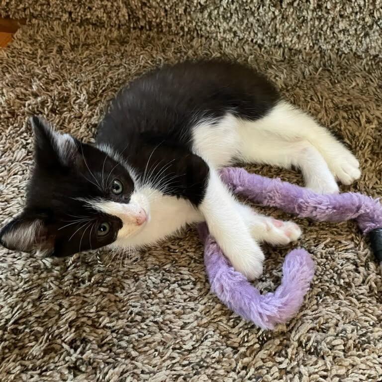 Everest, a Adoptable Domestic Short Hair in Escondido, CA image 5/6