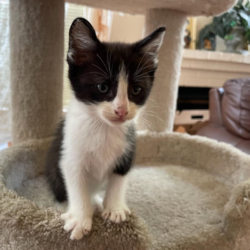 Everest, a Adoptable Domestic Short Hair in Escondido, CA image 6/6