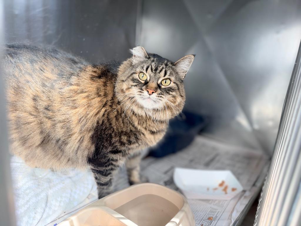 Pickle, Adopted, Senior Female Domestic Long Hair.