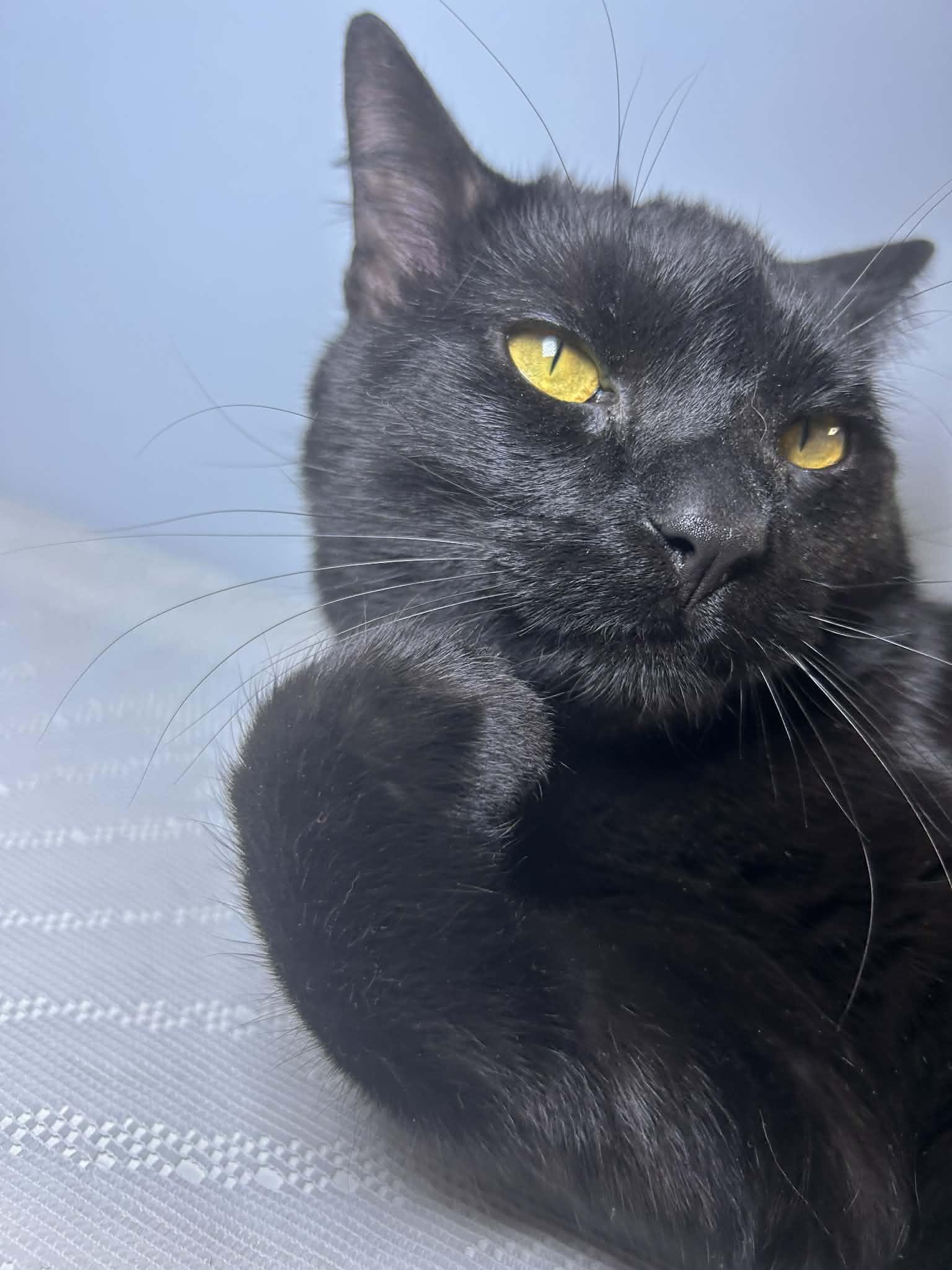 Enlarge Squeaks, a Adoptable Domestic Short Hair in Marlette, MI image 3/4