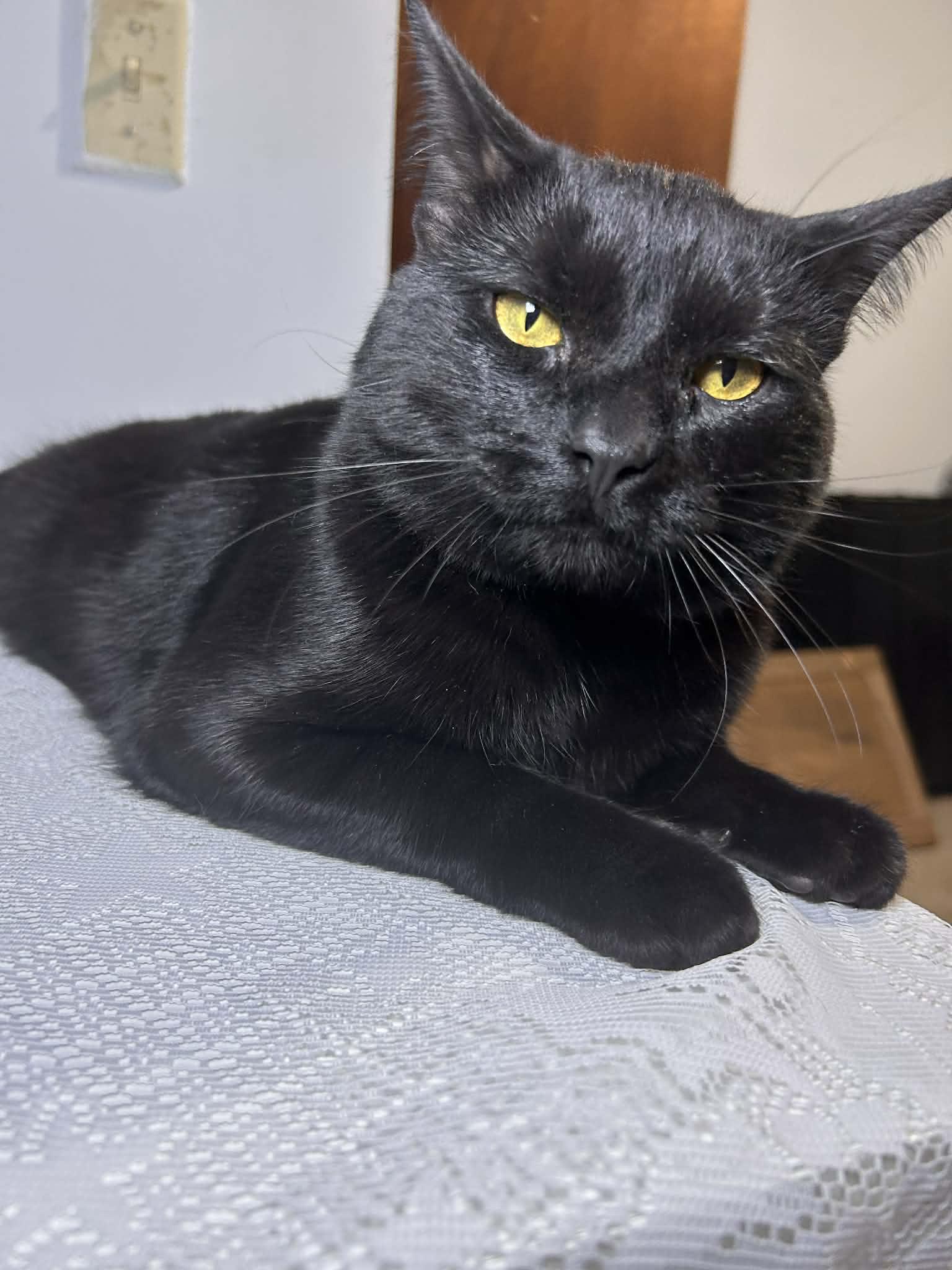 Enlarge Squeaks, a Adoptable Domestic Short Hair in Marlette, MI image 1/4