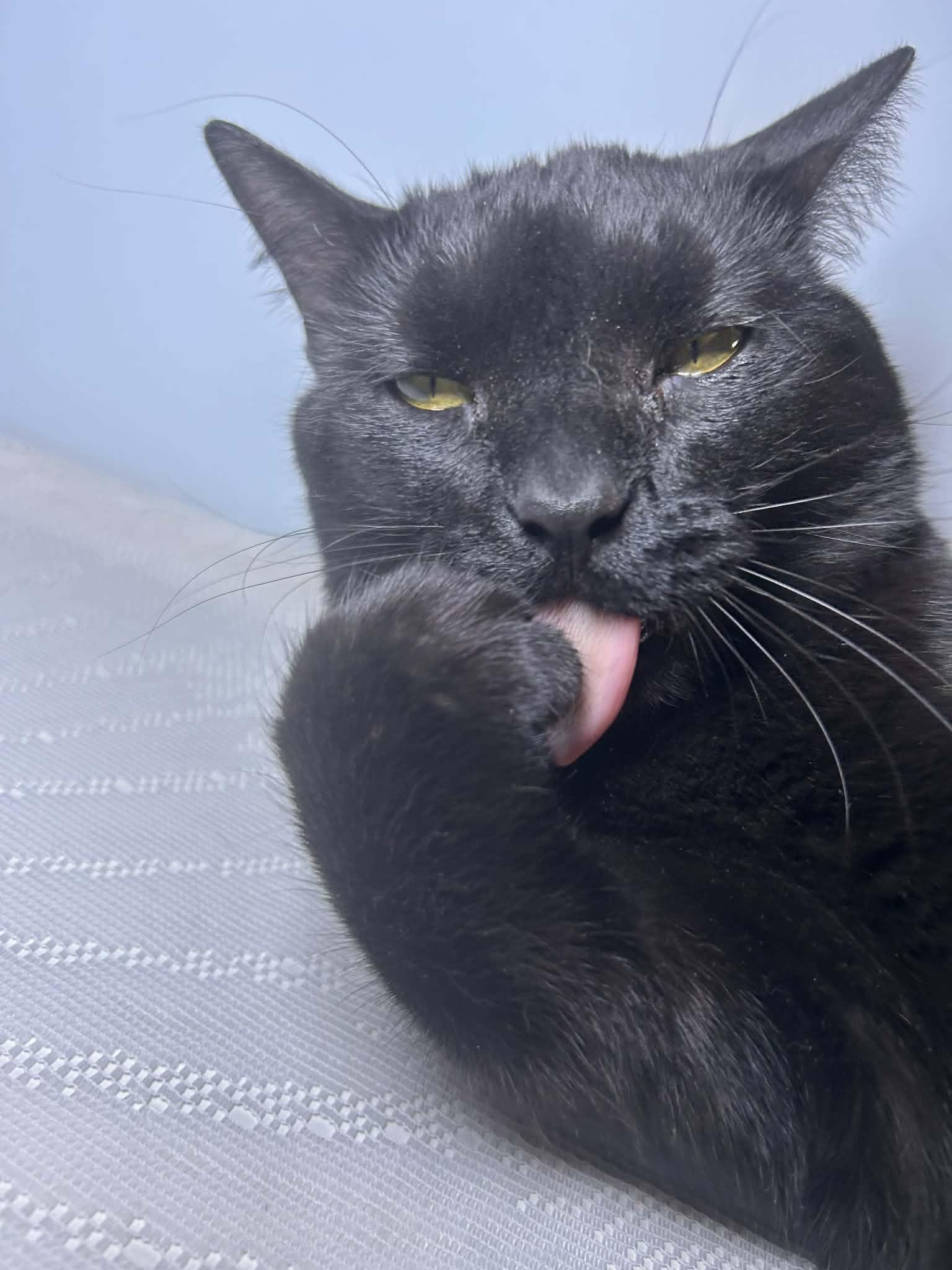 Enlarge Squeaks, a Adoptable Domestic Short Hair in Marlette, MI image 2/4