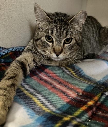 Merlin, Baby Male Domestic Short Hair