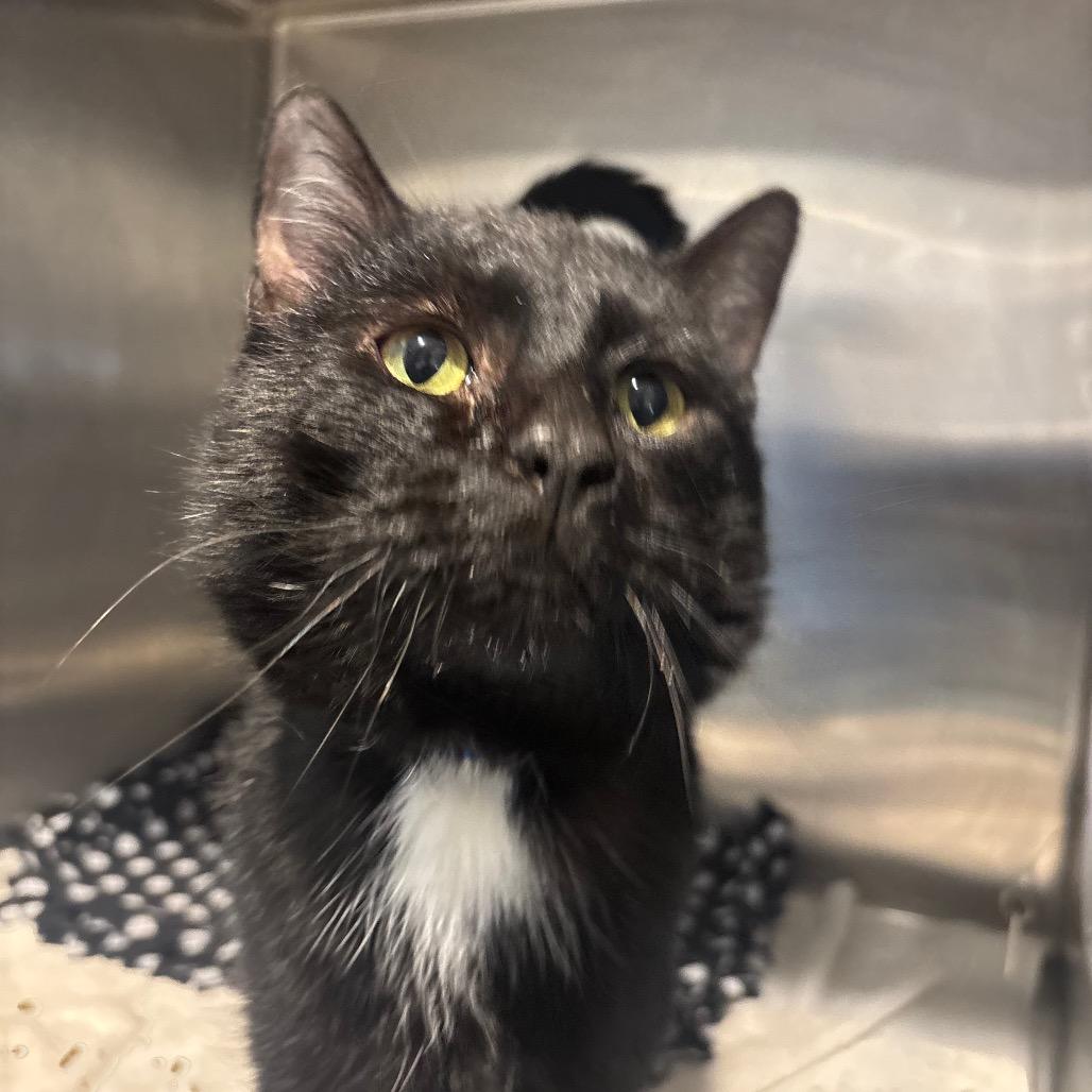 Enlarge Inky D., a Adoptable Domestic Short Hair in Hamburg, NY image 1/3