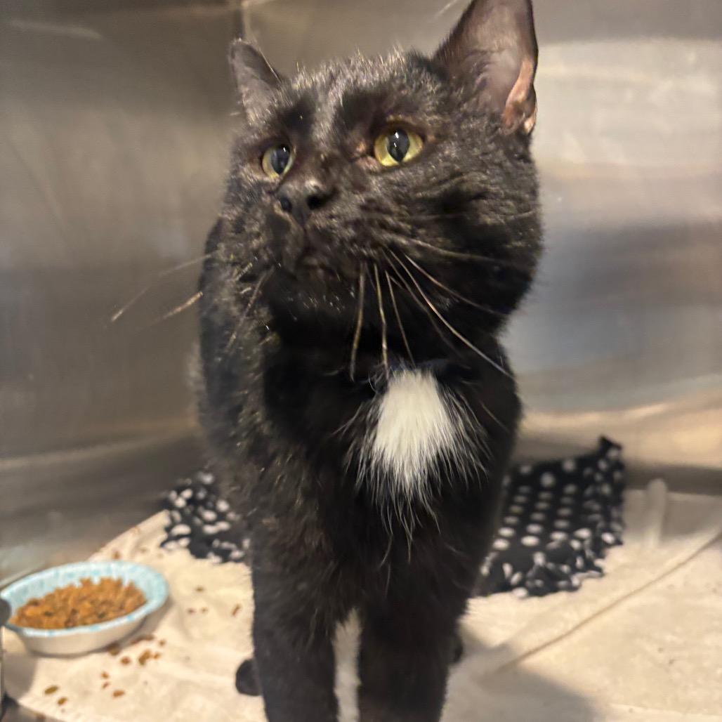 Enlarge Inky D., a Adoptable Domestic Short Hair in Hamburg, NY image 2/3